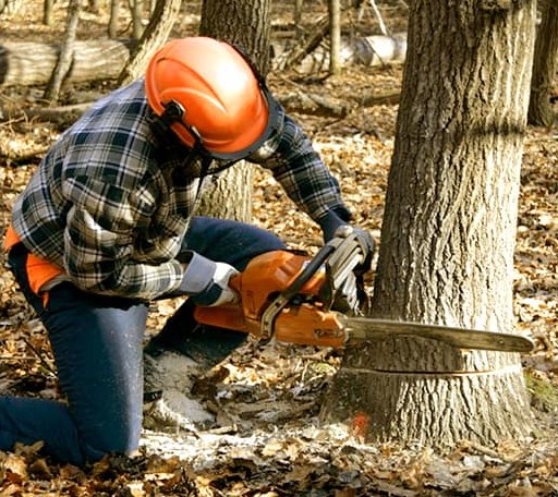 Tree Removal in Burghill, OH